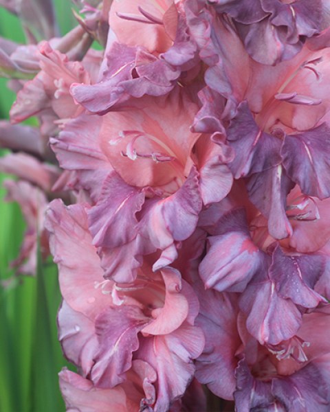 Gladiolus Rusty Chestnut